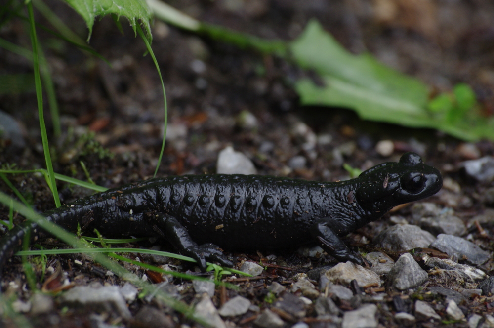 alpensalamander