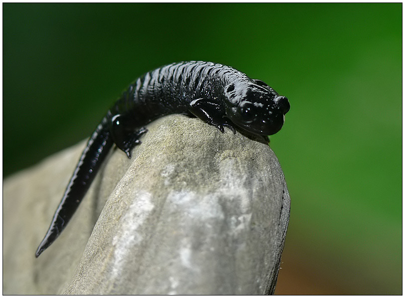 Alpensalamander