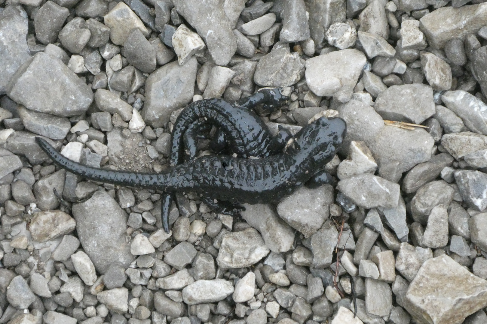 Alpensalamander