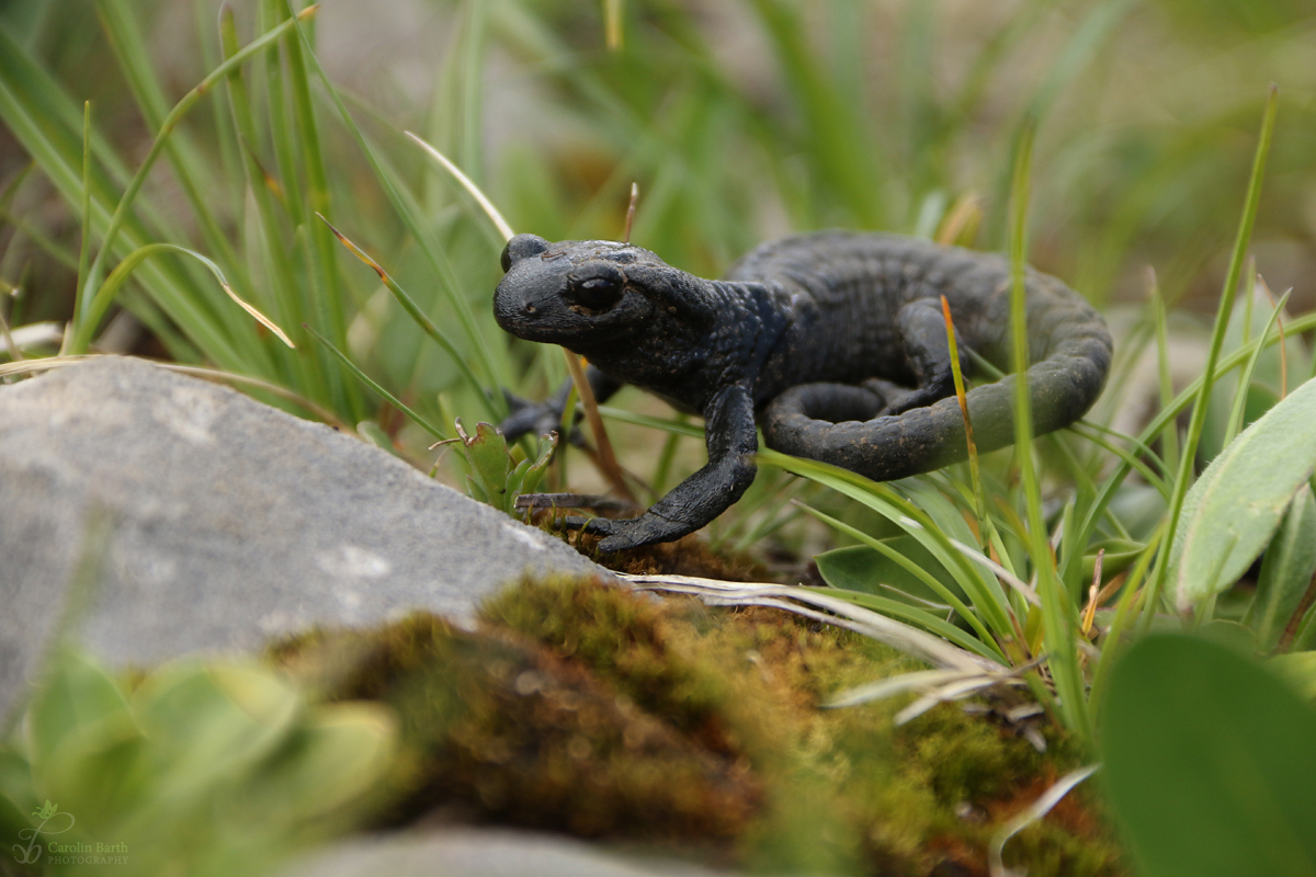 Alpensalamander 