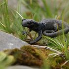 Alpensalamander 