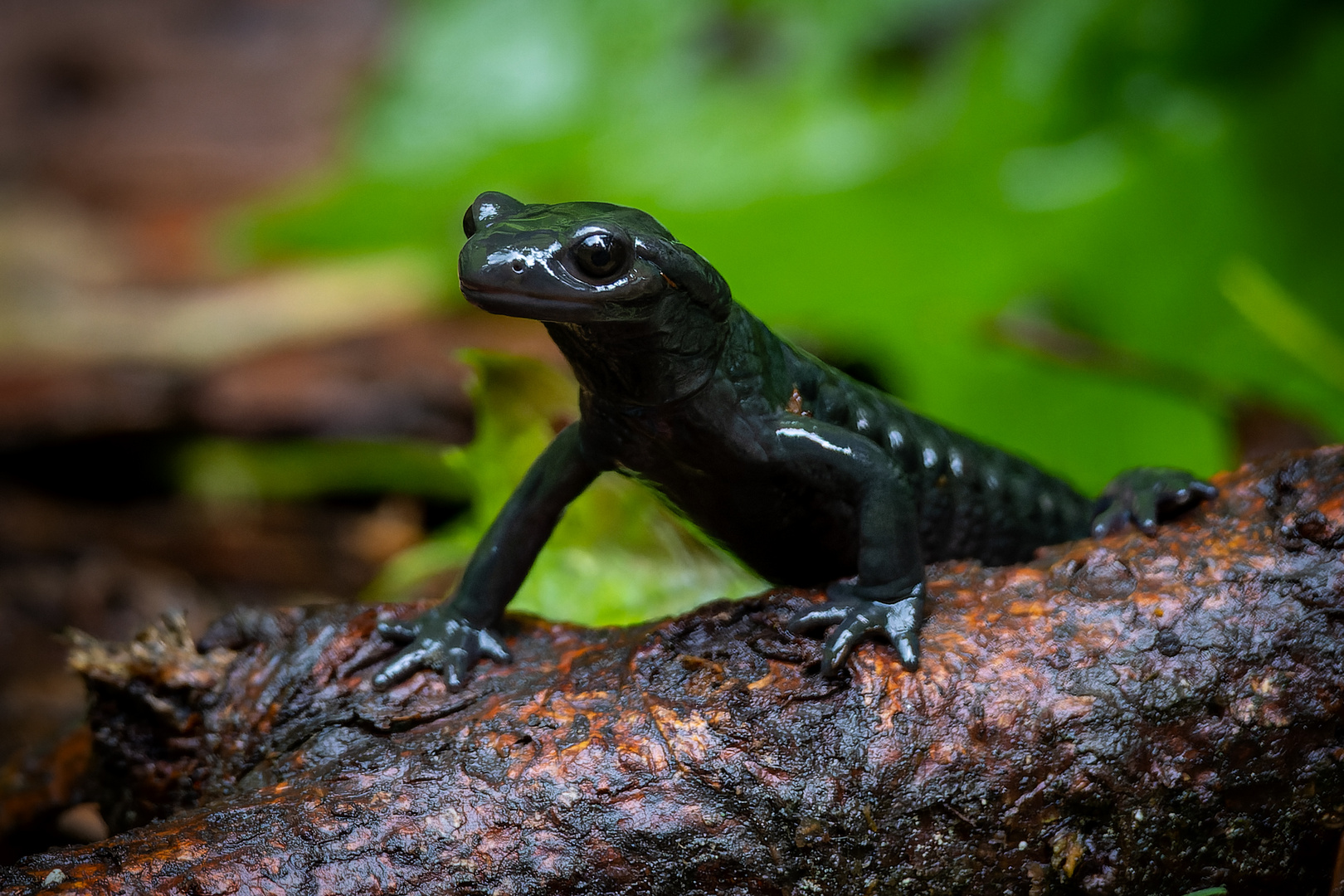 Alpensalamander