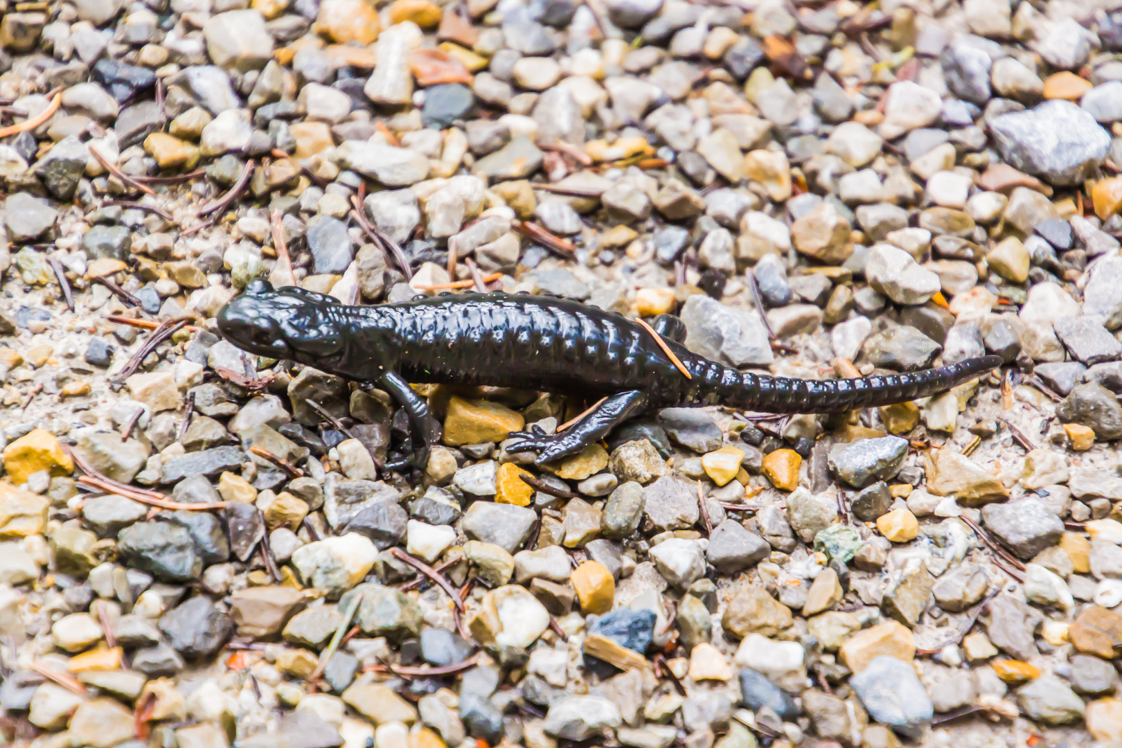 Alpensalamander