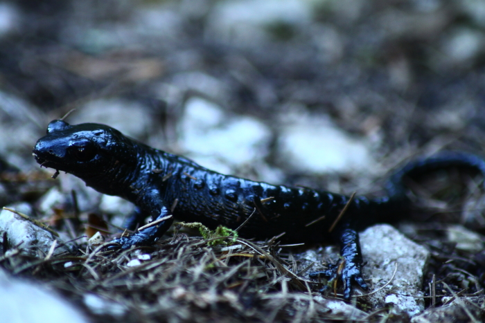 Alpensalamander