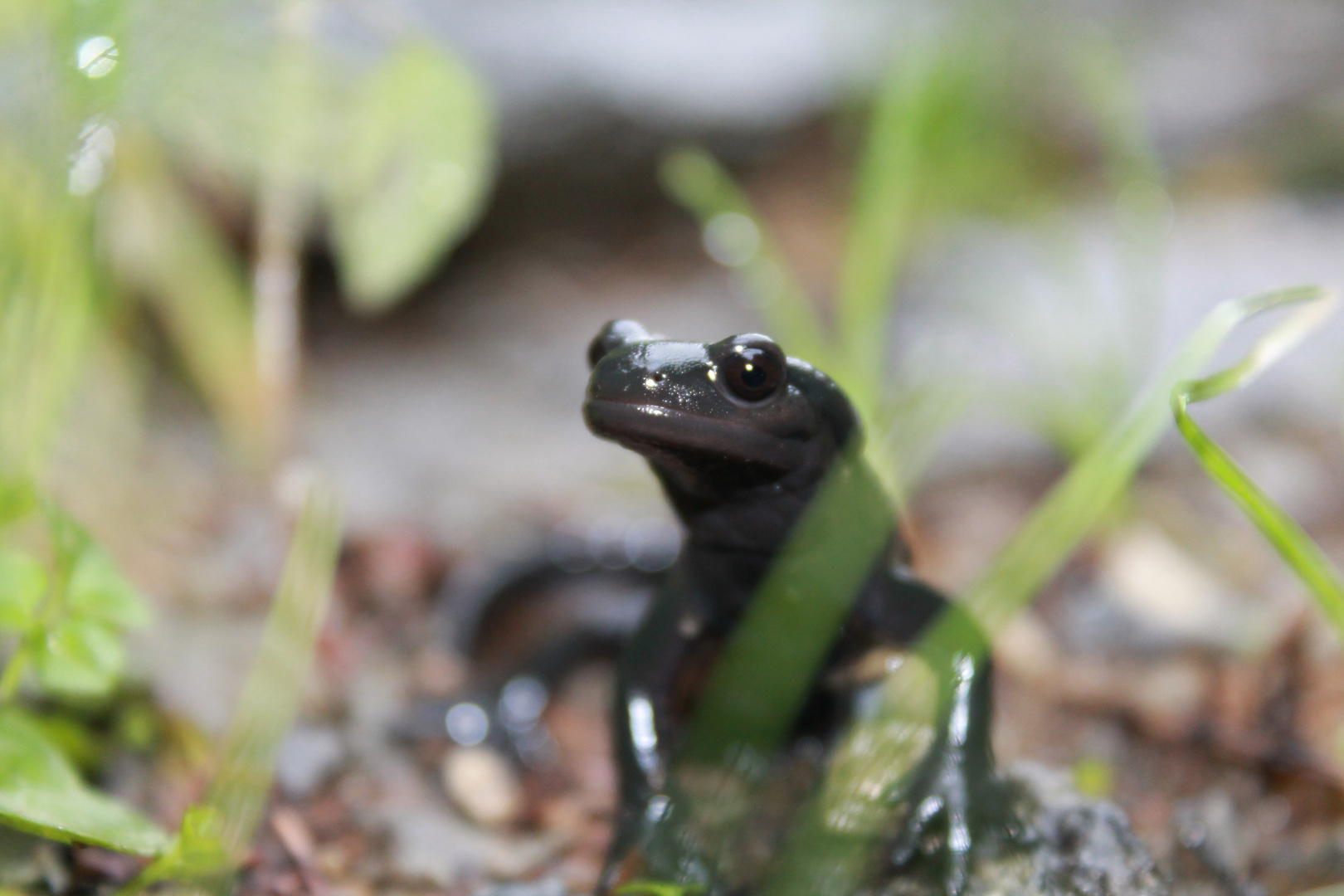 Alpensalamander