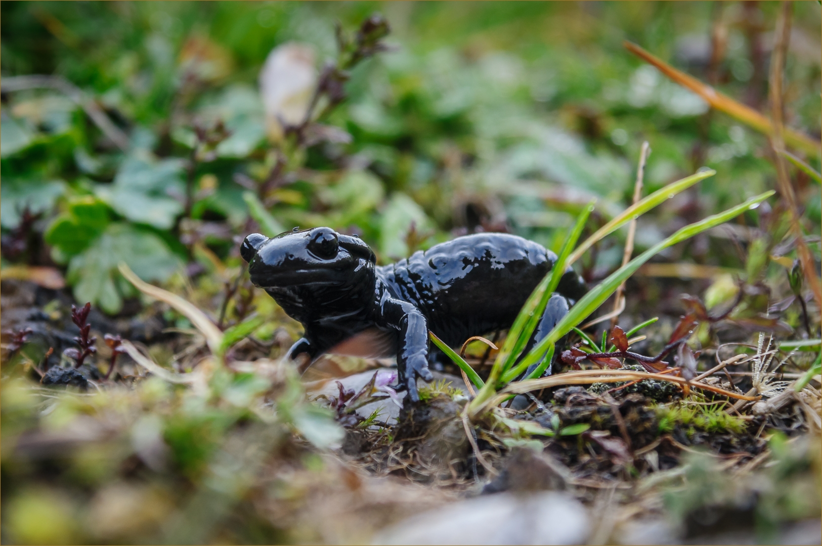 Alpensalamander, bewohnt