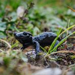 Alpensalamander, bewohnt