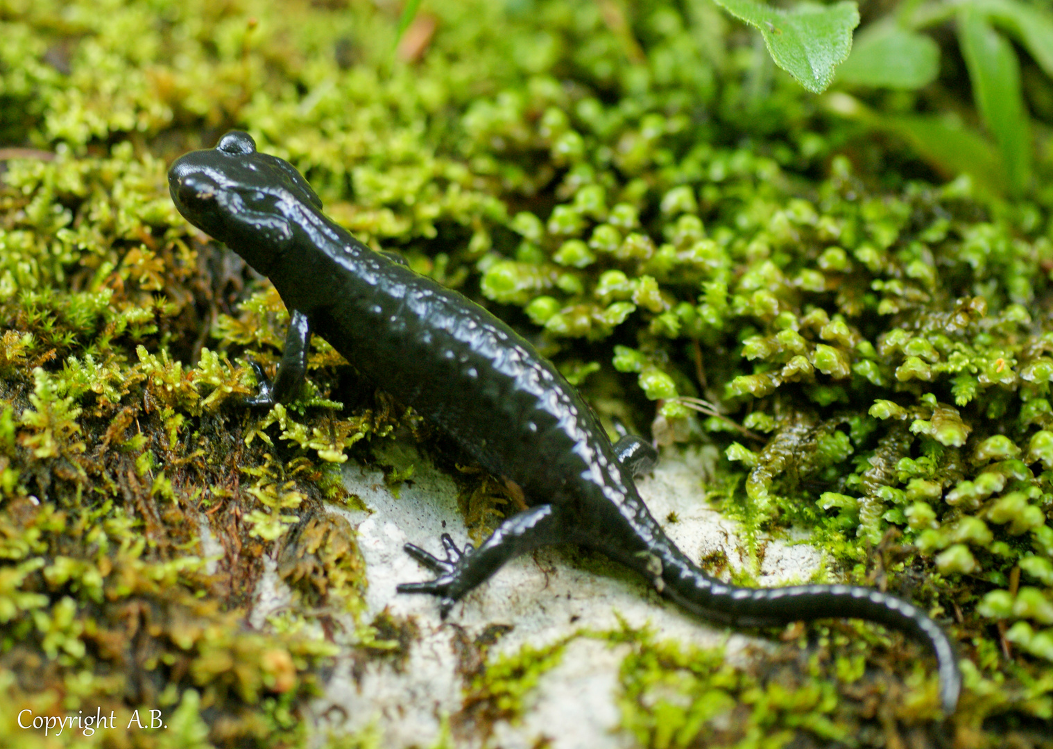 Alpensalamander