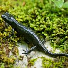 Alpensalamander