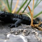 Alpensalamander