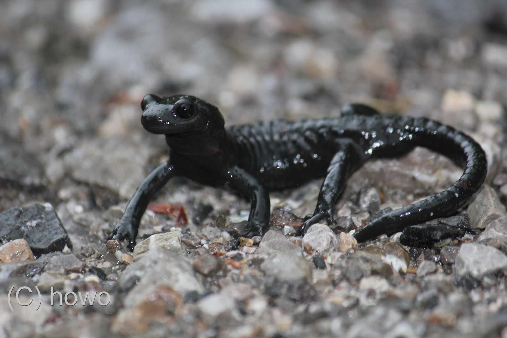 Alpensalamander