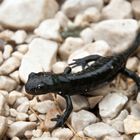 Alpensalamander