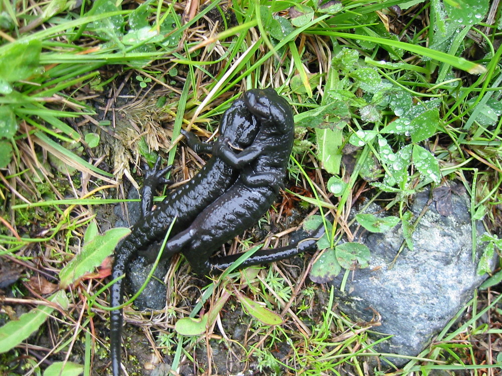 Alpensalamander