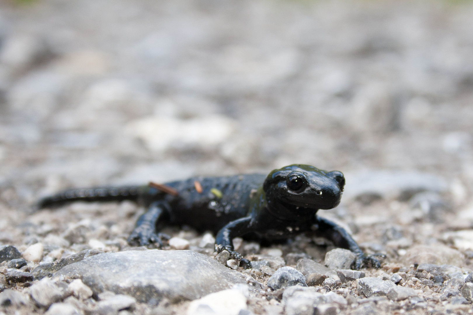 Alpensalamander