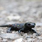 Alpensalamander