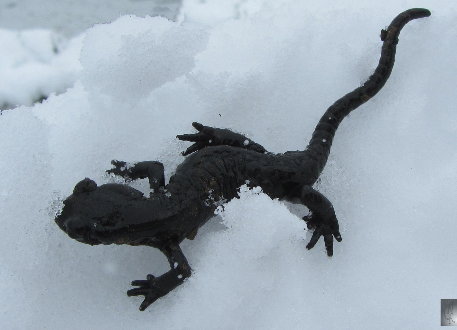 Alpensalamander im Sommer 2014