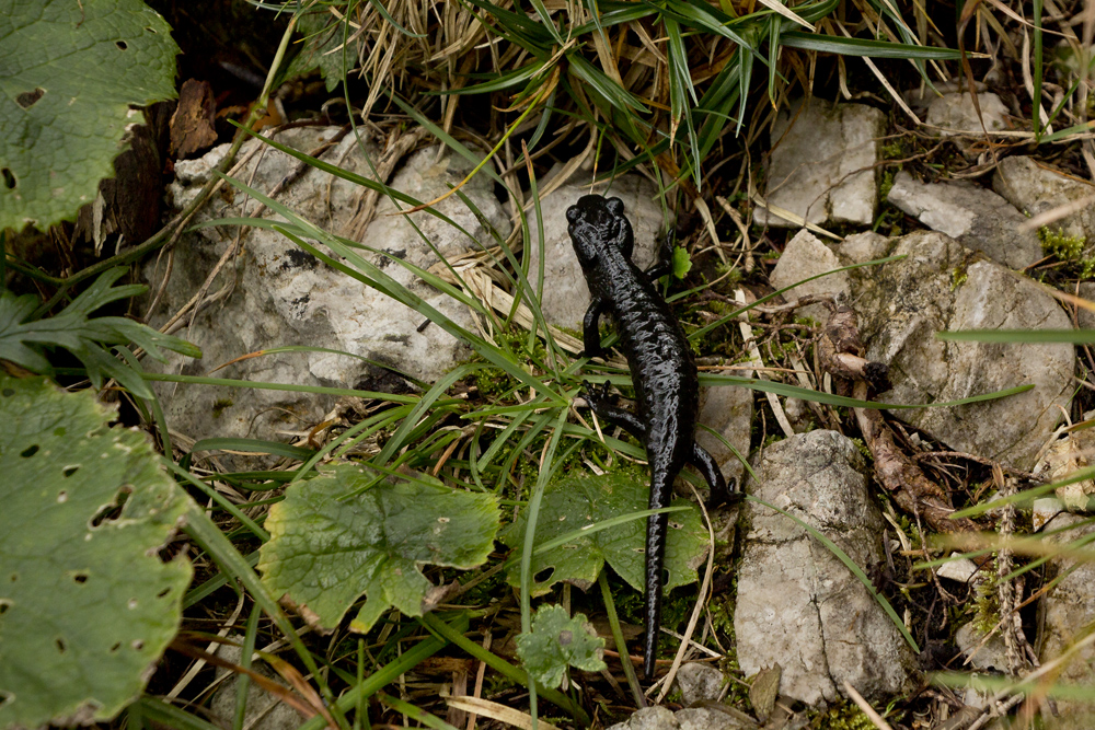 Alpensalamander (leider nur ein kurzer Moment)