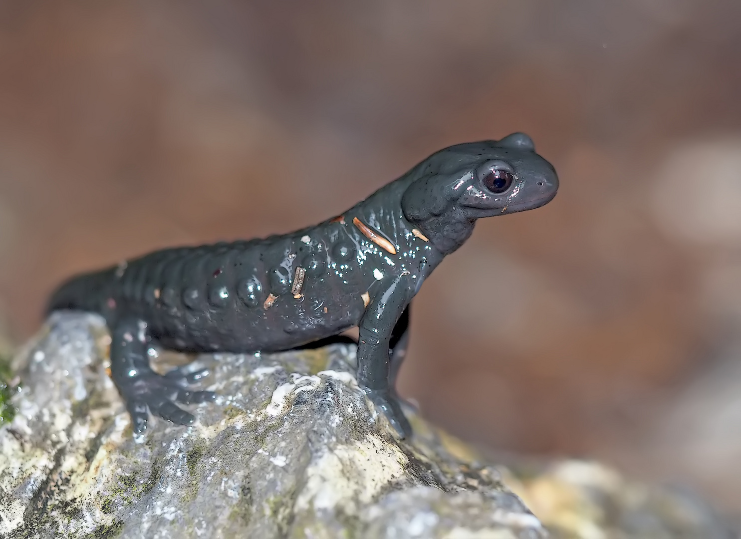 Alpensalamander lieben Regenwetter ...