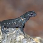Alpensalamander lieben Regenwetter ...