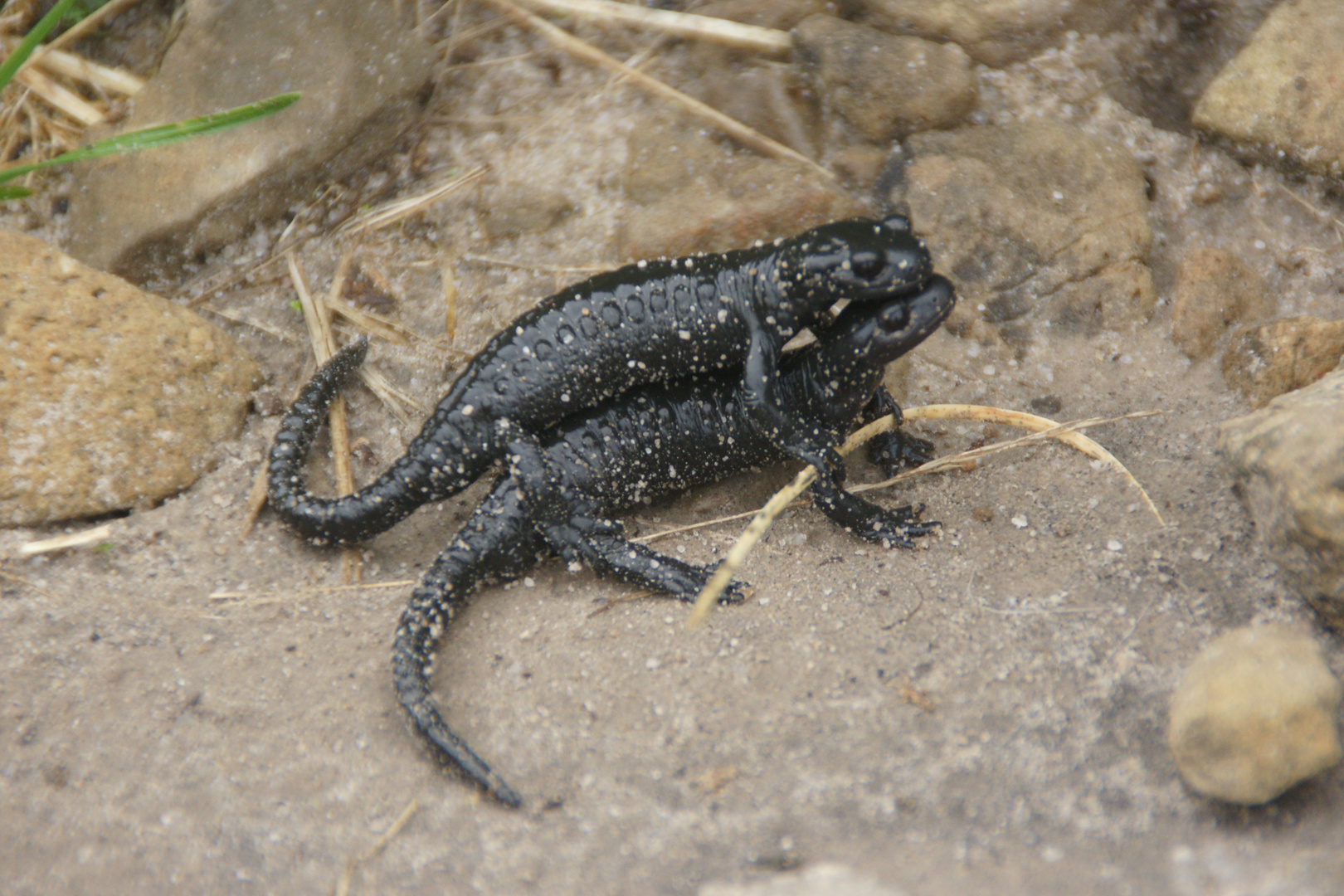 Alpensalamander Paarung