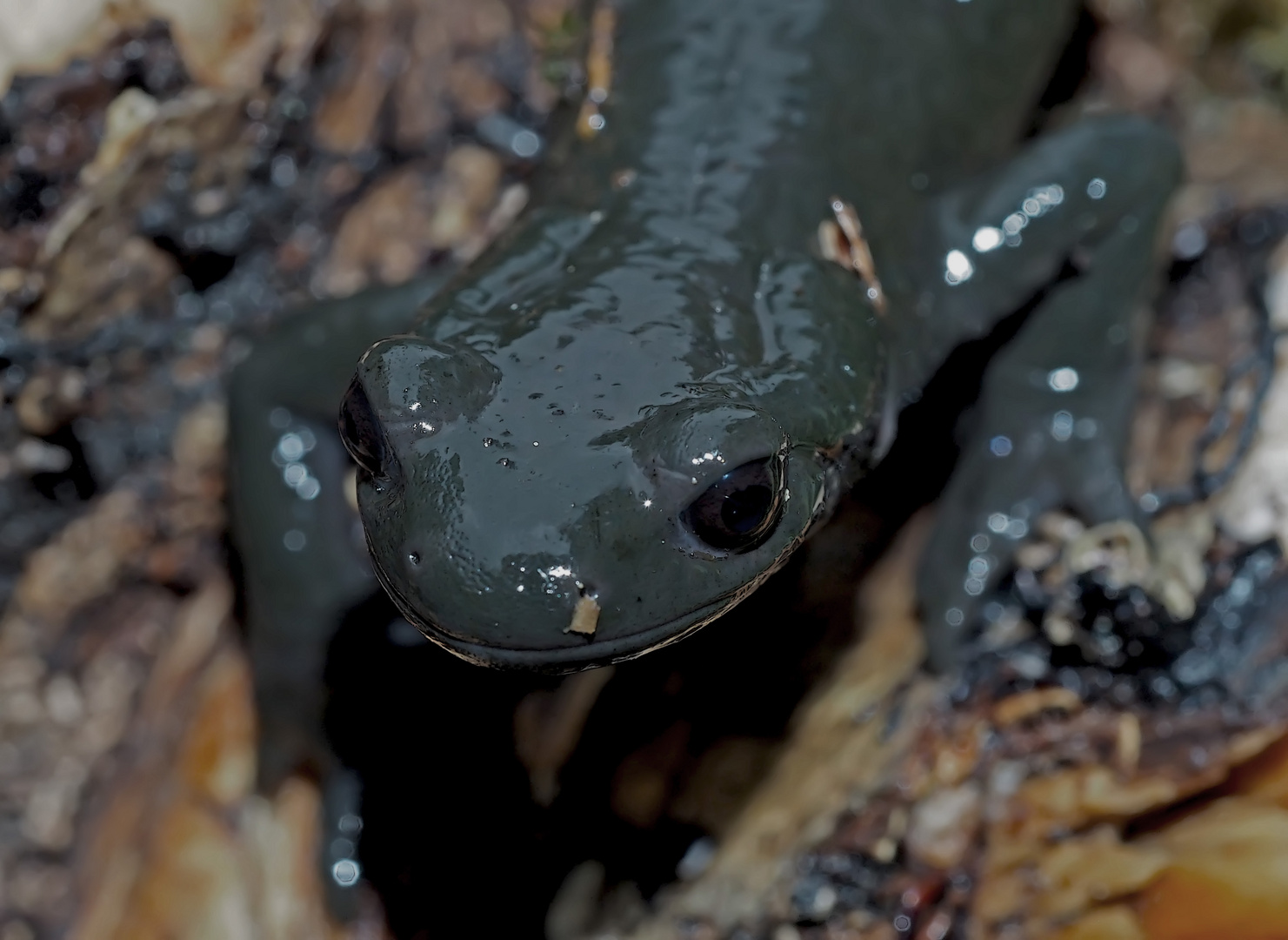 Alpensalamander-Porträt (Salamandra atra) - La salamandre alpestre!