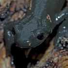 Alpensalamander-Porträt (Salamandra atra) - La salamandre alpestre!