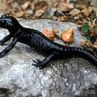 Alpensalamander (Salamandra atra)