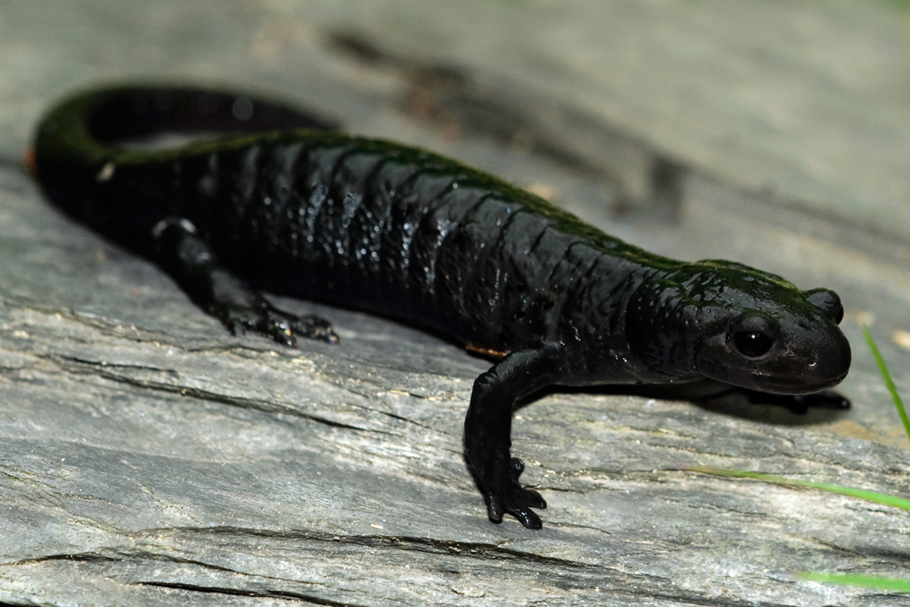 Alpensalamander ( Salamandra atra )