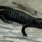 Alpensalamander ( Salamandra atra )