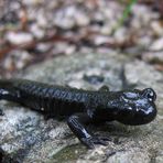 Alpensalamander (Salamandra atra)