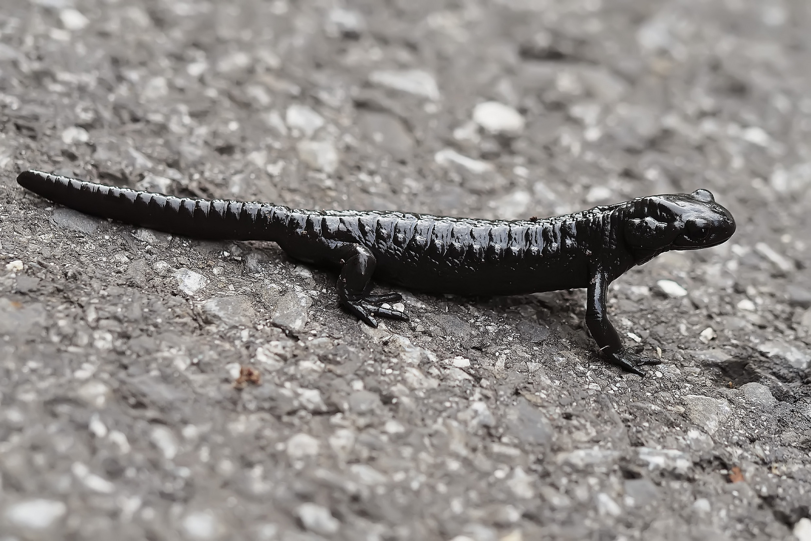 Alpensalamander (Salamandra atra)