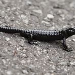 Alpensalamander (Salamandra atra)