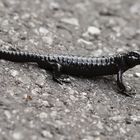 Alpensalamander (Salamandra atra)