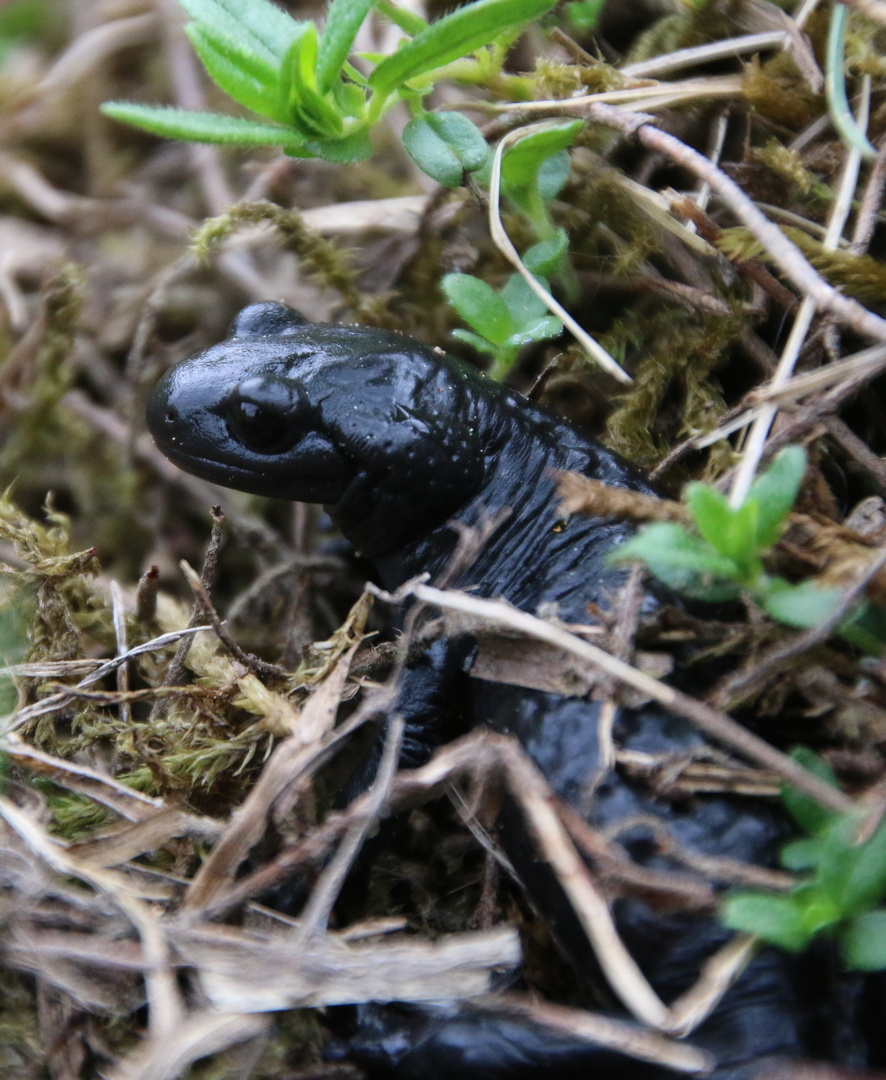 Alpensalamander (Salamandra atra) - CH ...´14