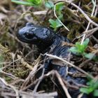 Alpensalamander (Salamandra atra) - CH ...´14