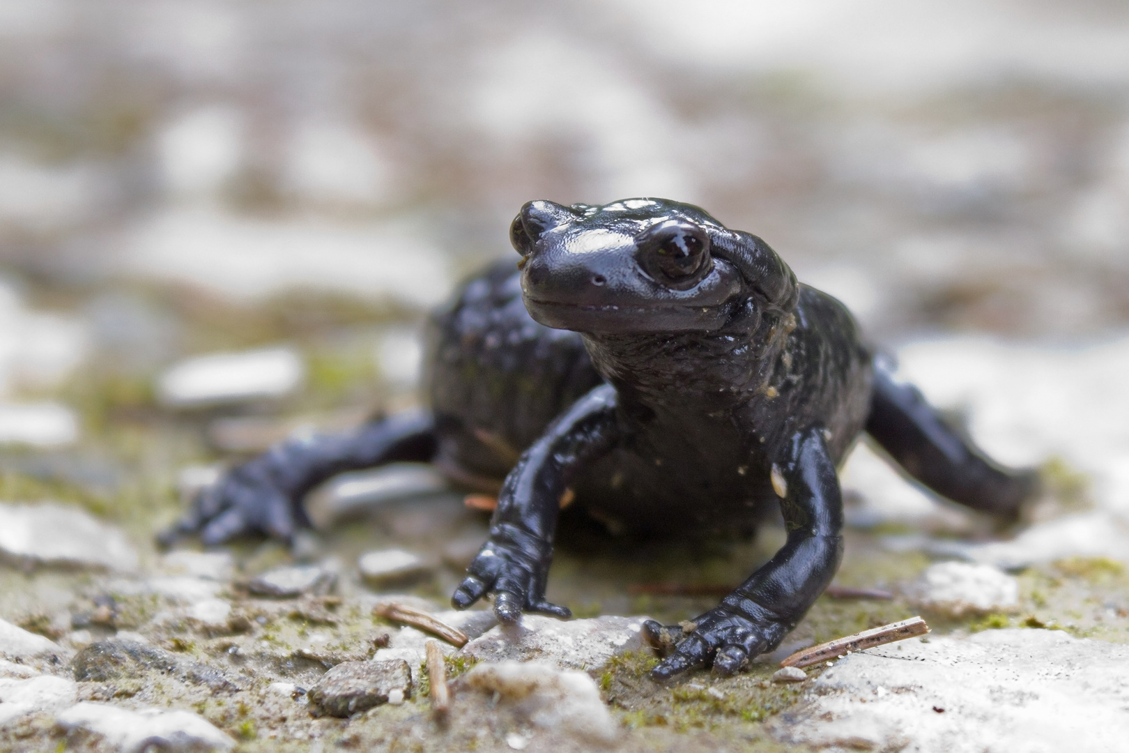 Alpensalamander (Salamandra atra)