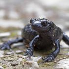 Alpensalamander (Salamandra atra)