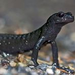 Alpensalamander (Salamandra atra) - La salamandre alpestre!