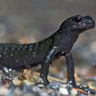 Alpensalamander (Salamandra atra) - La salamandre alpestre!