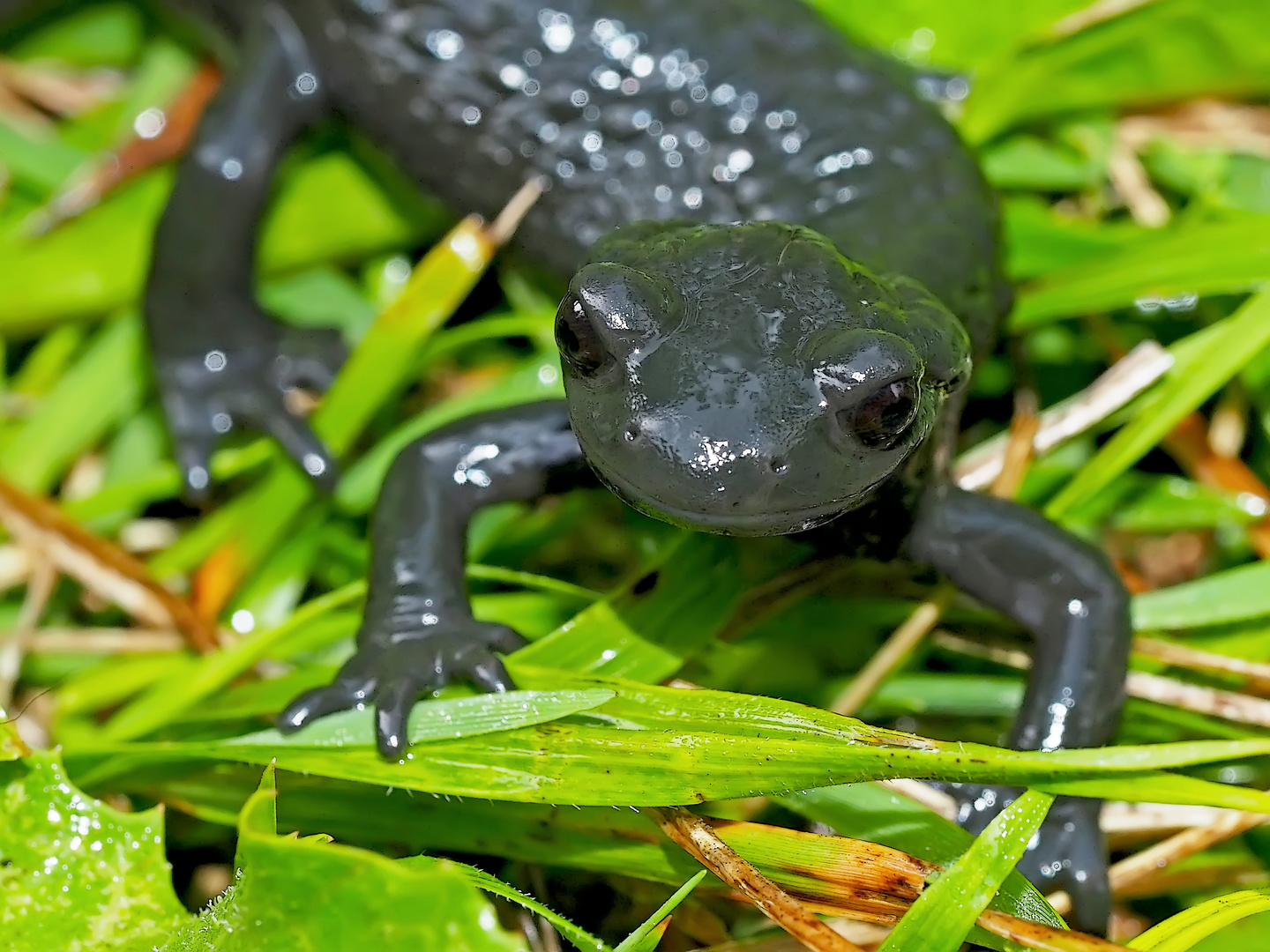 Alpensalamander (Salamandra atra) - La salamandre alpestre.