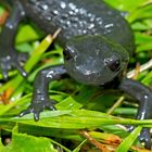 Alpensalamander (Salamandra atra) - La salamandre alpestre.