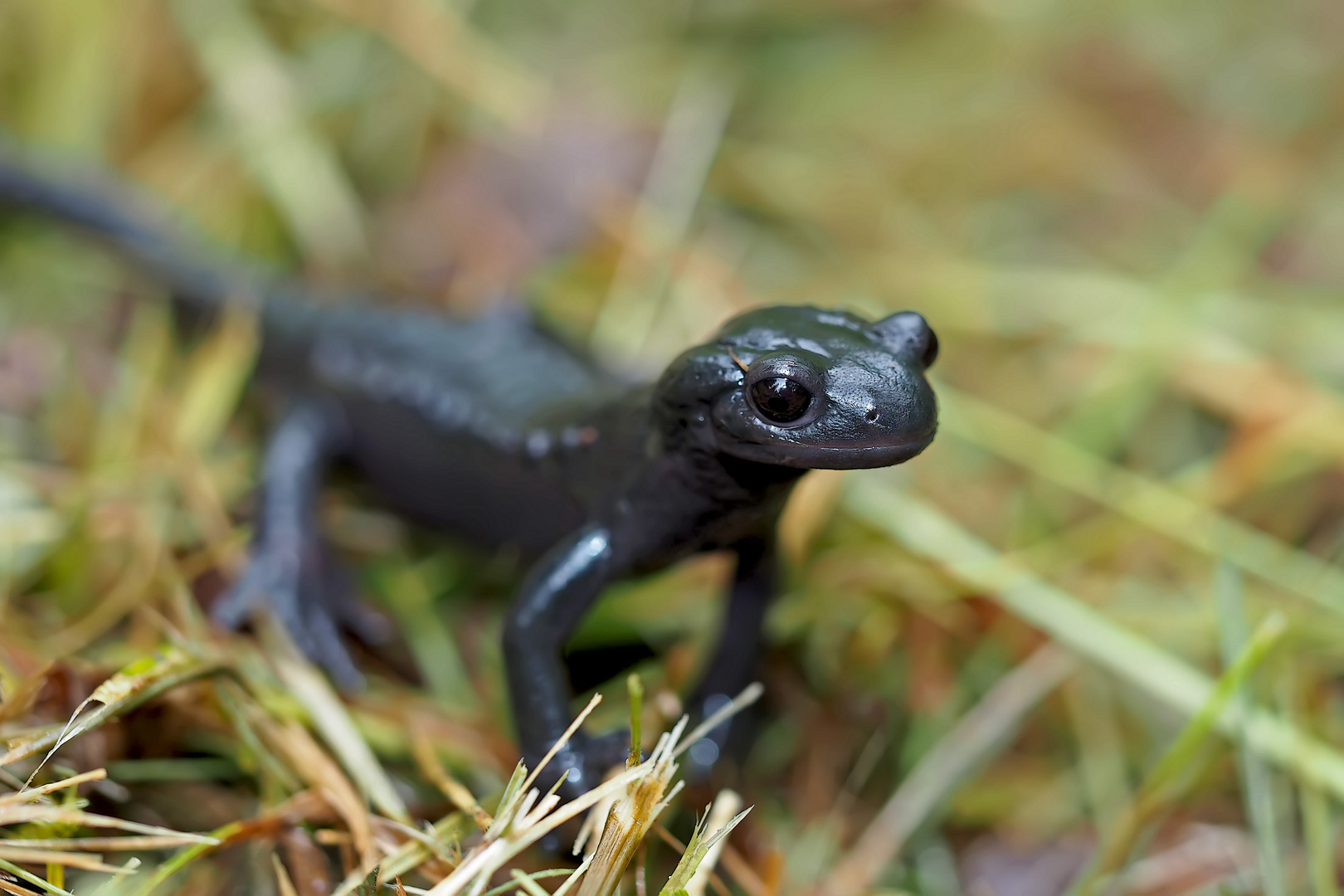 Alpensalamander (Salamandra atra) lieben das Regenwetter ...