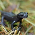 Alpensalamander (Salamandra atra) lieben das Regenwetter ...