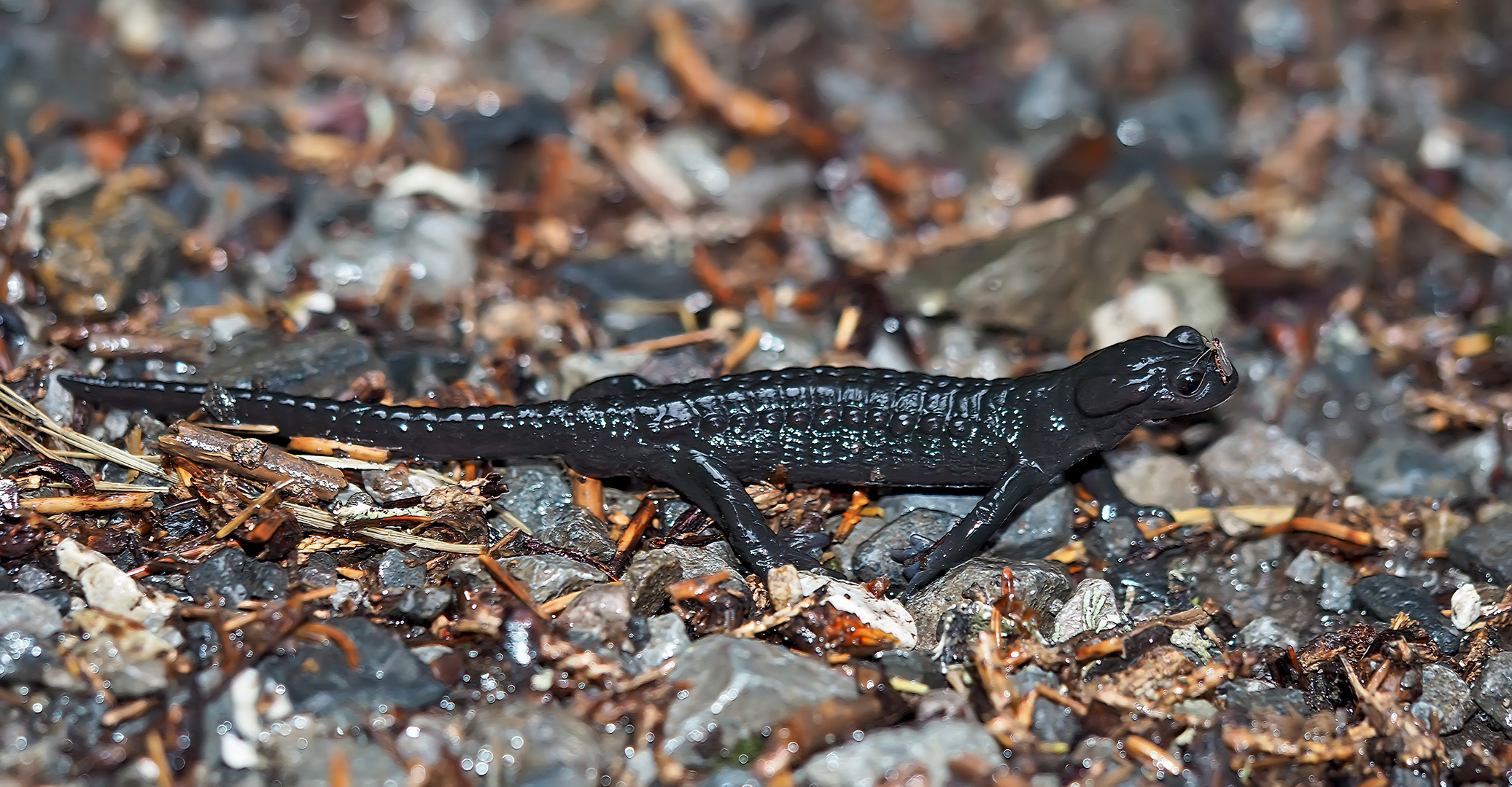 Alpensalamander (Salamandra atra) mit Mücke! - Salamandre noire avec moustique!