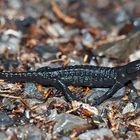 Alpensalamander (Salamandra atra) mit Mücke! - Salamandre noire avec moustique!