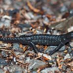 Alpensalamander (Salamandra atra) mit Mücke! - Salamandre noire avec moustique!