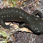 Alpensalamander (Salamandra atra) während der Winterruhe ... 3. Foto