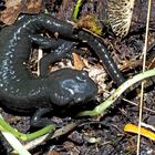 Alpensalamander (Salamandra atra) während der Winterruhe ... 