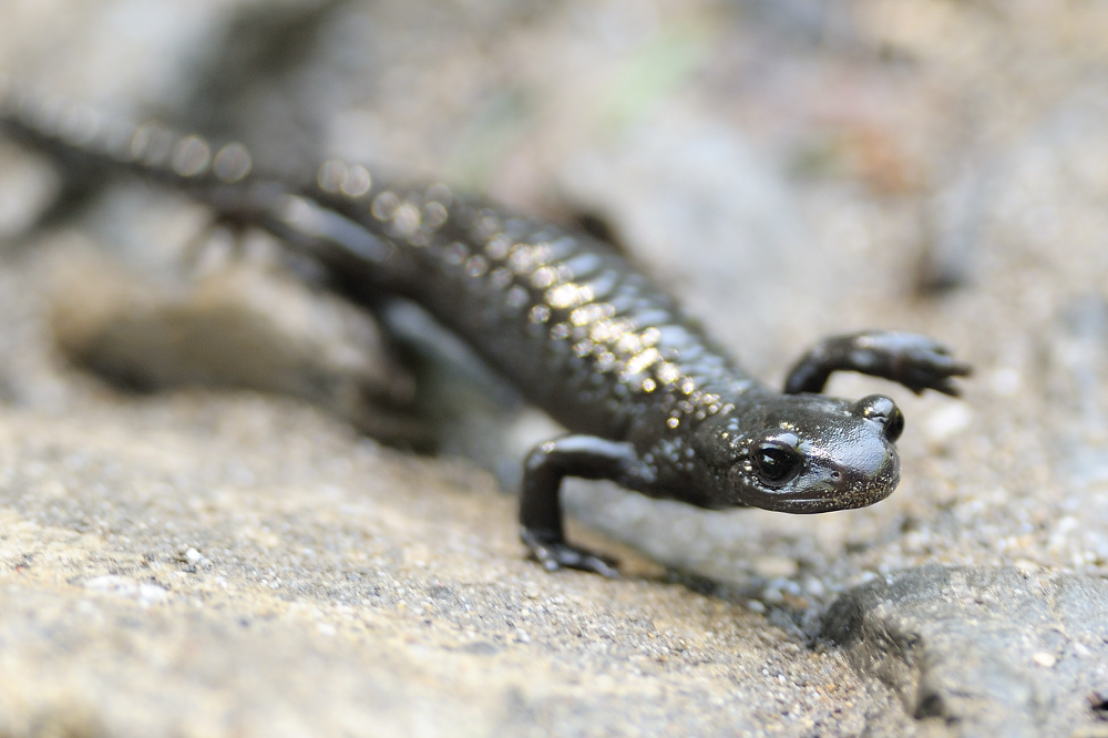 Alpensalamander   (Titel geändert)