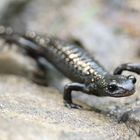 Alpensalamander   (Titel geändert)